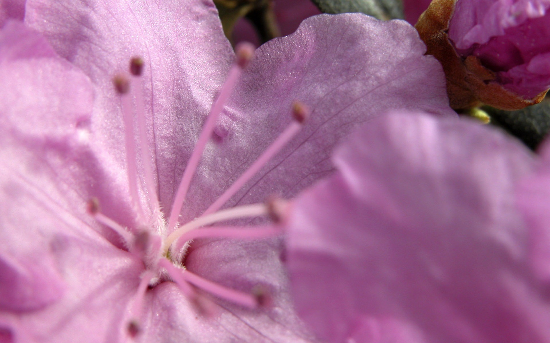 fiore rosa delicato macro