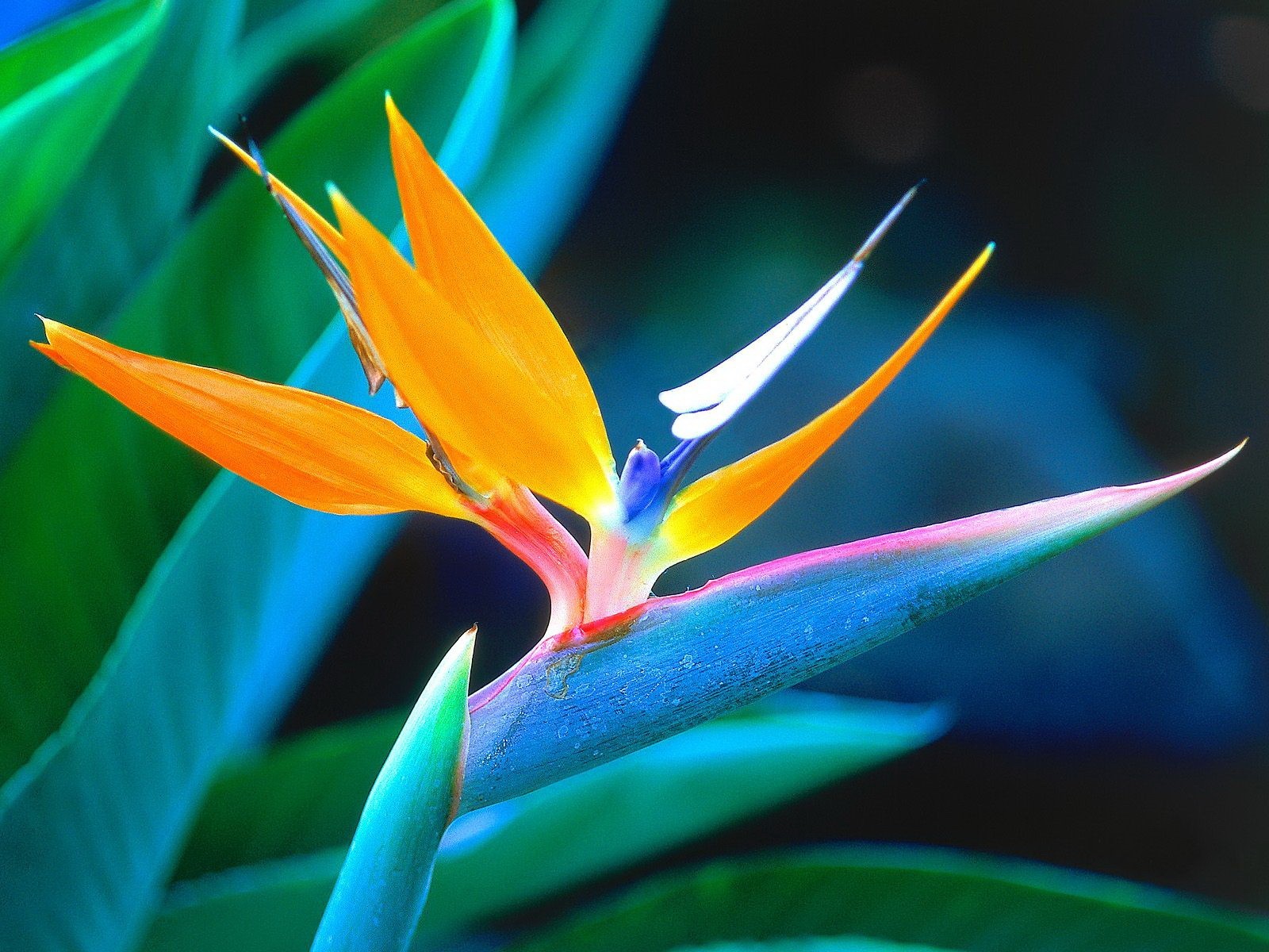 flower close up