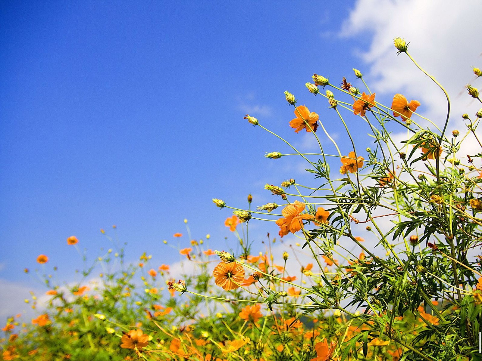 blume himmel gelb