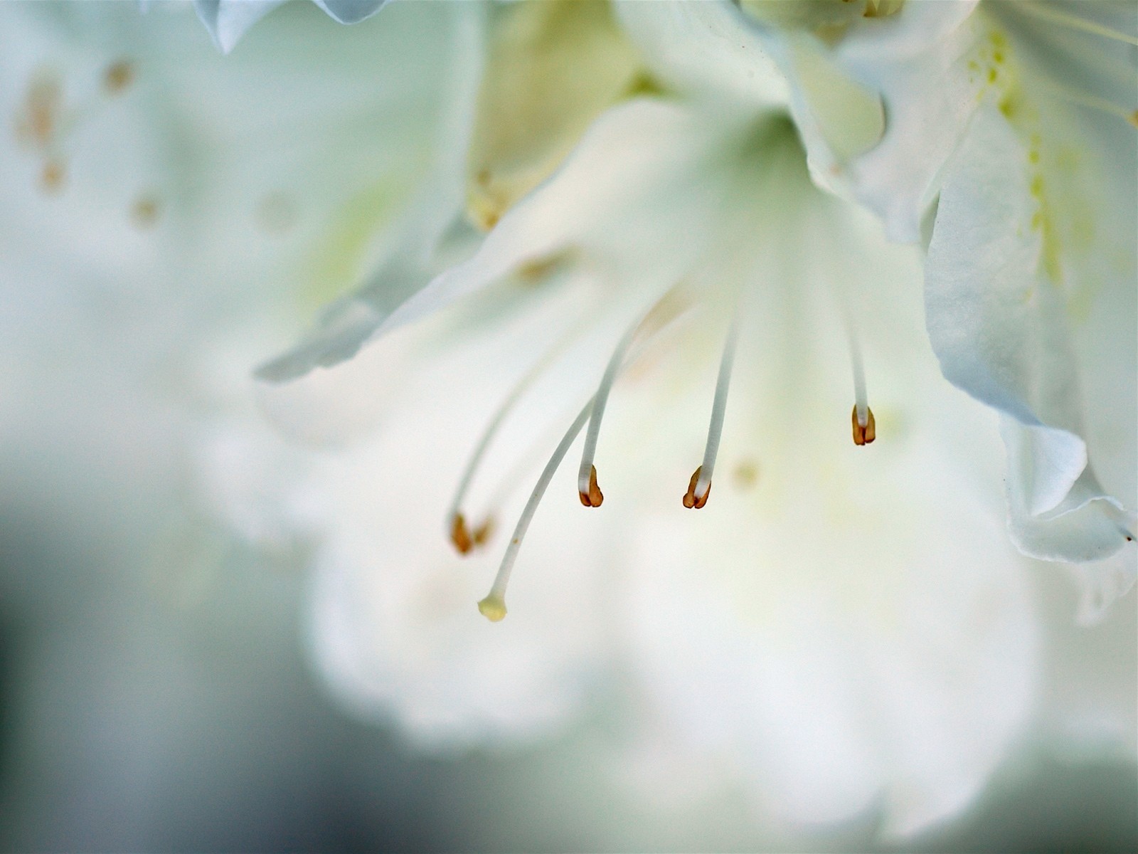 fleur gros plan