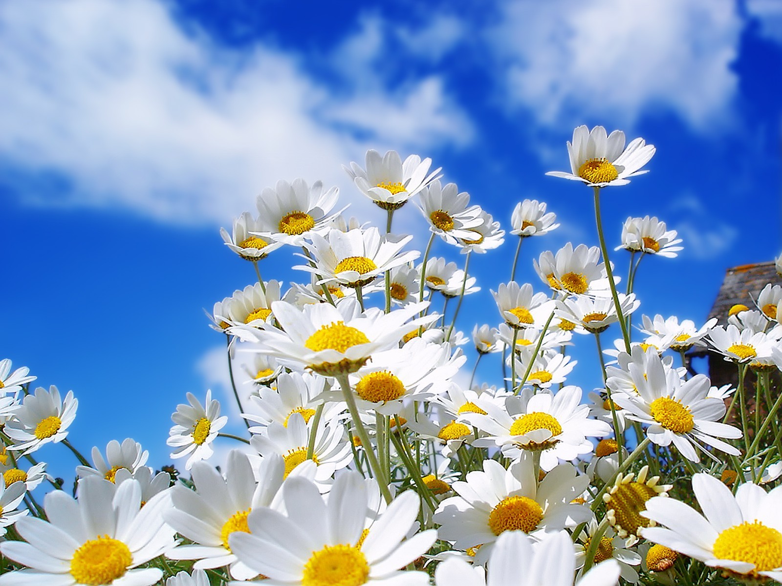 flower chamomile sky