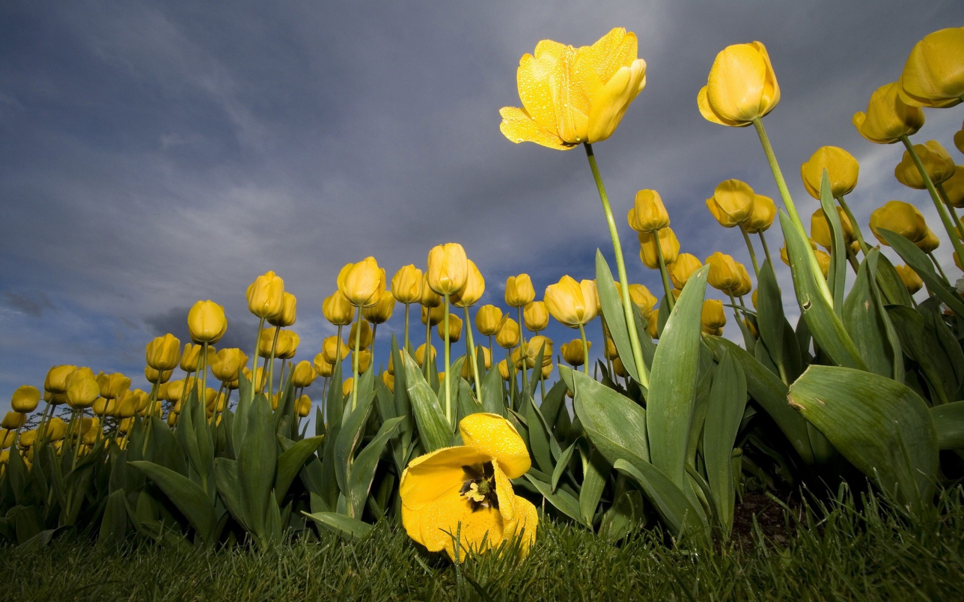 fleur tulipe jaune