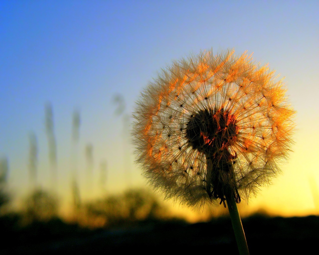 blumen sonne sonnenuntergang