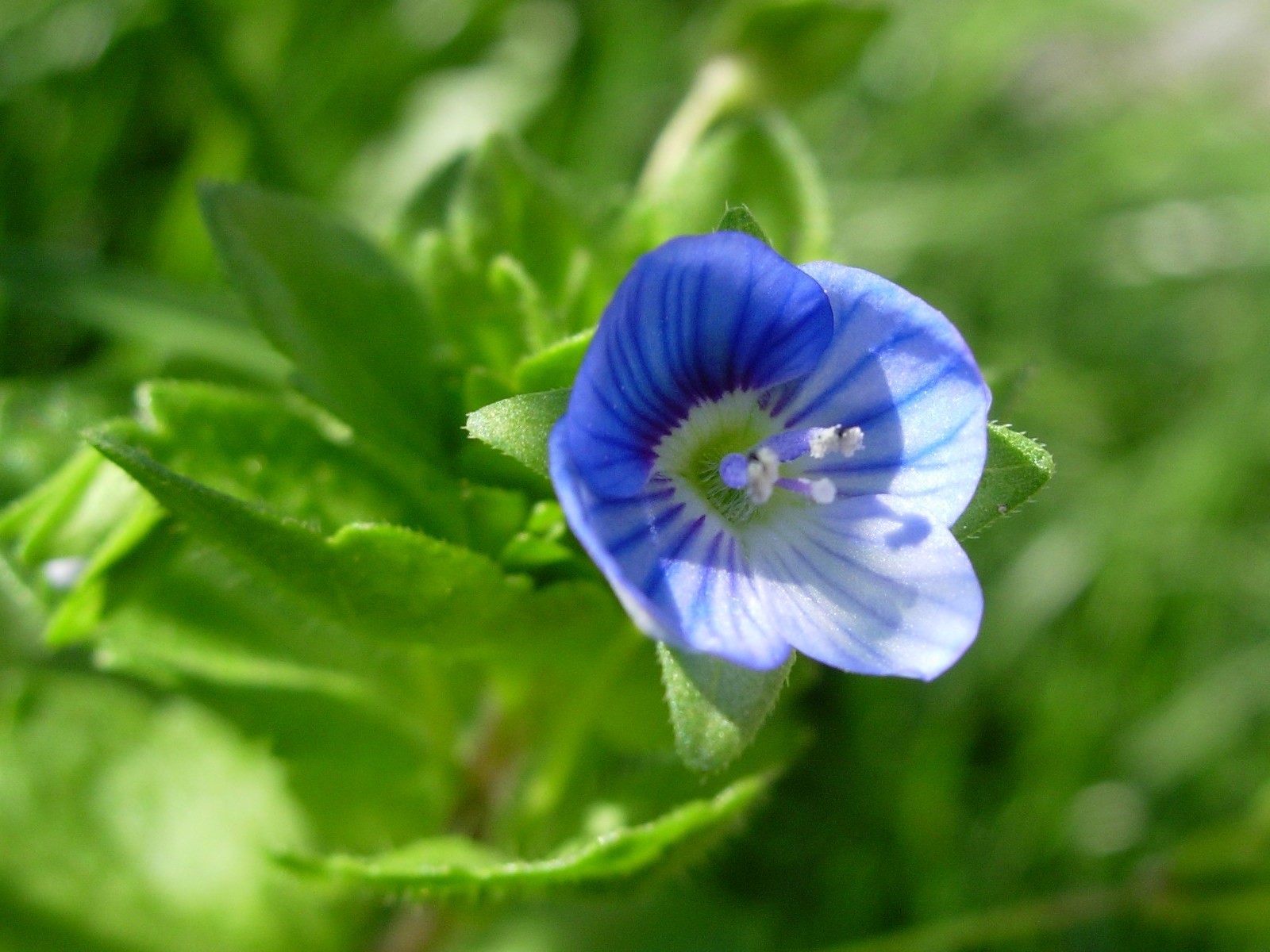 fiore verde foglie