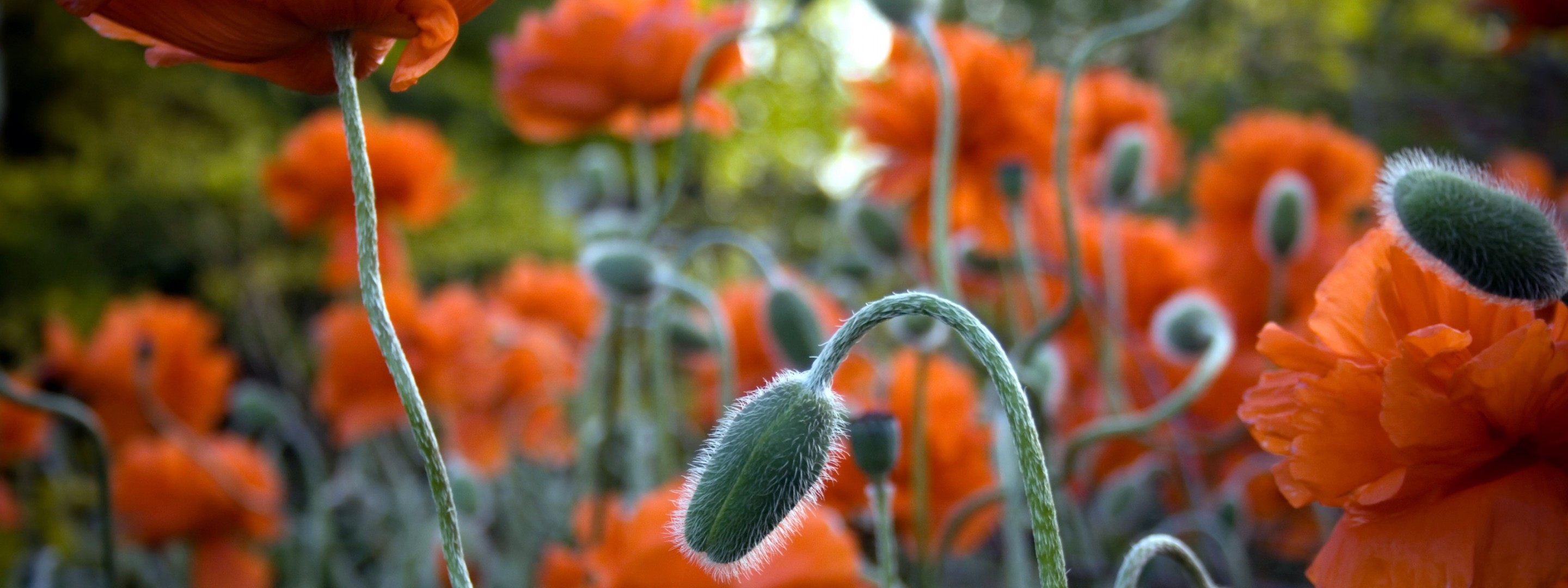 amapolas flores