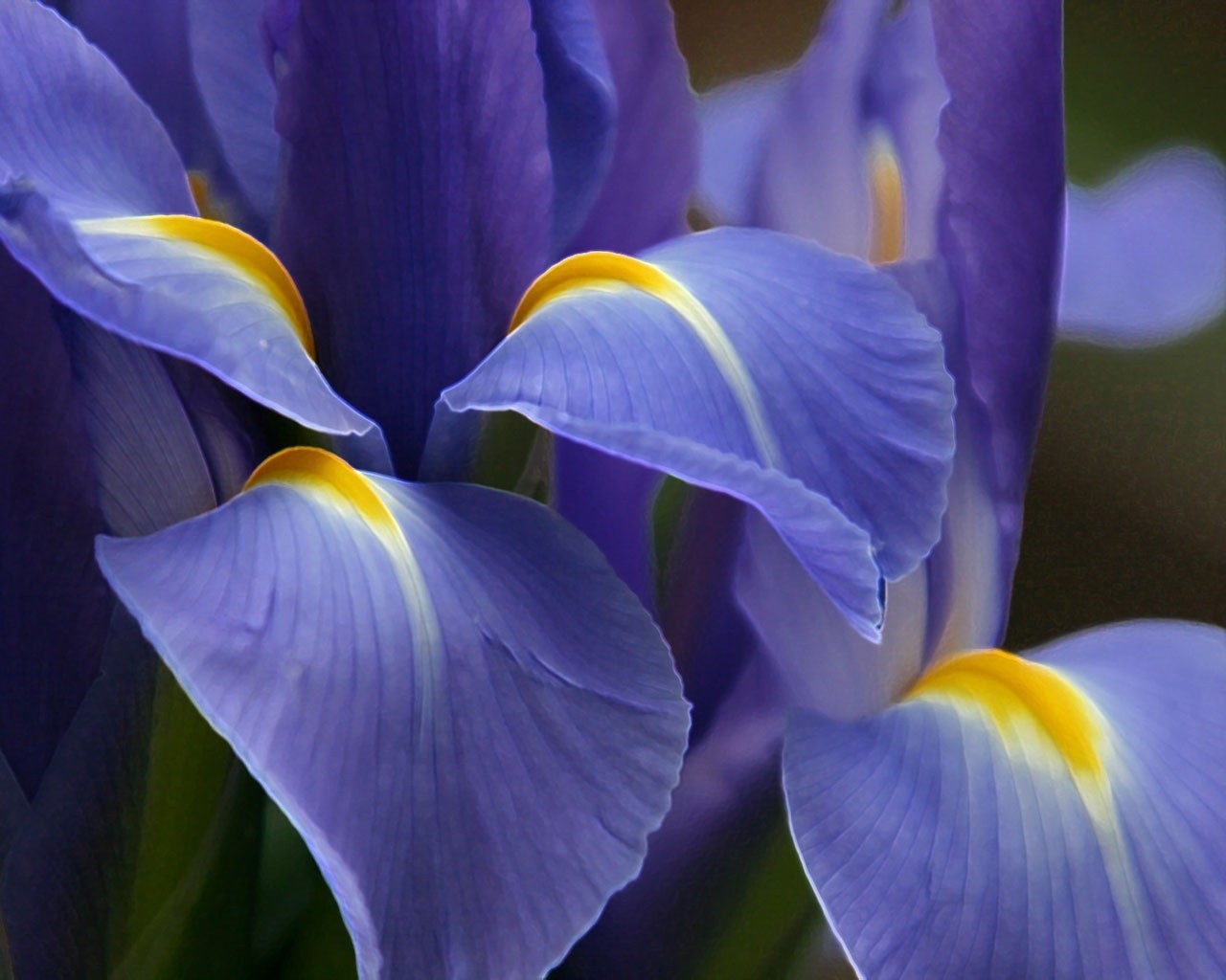 flor púrpura