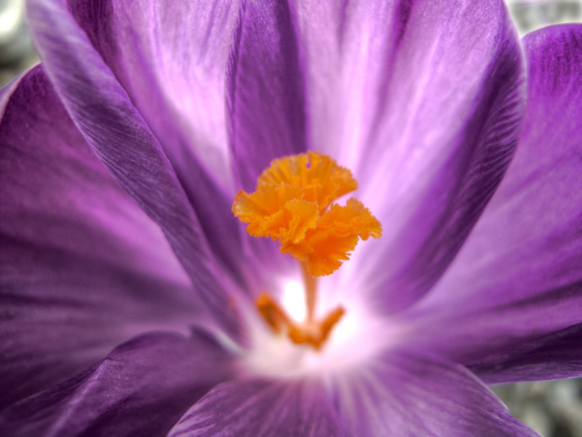 blume blütenblätter makro