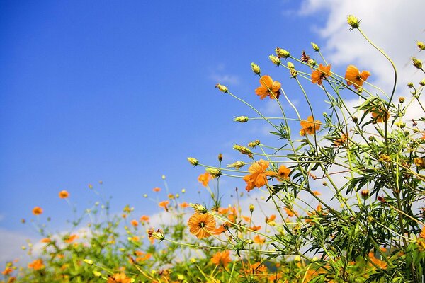 Yellow blooming flowers on a blue sky background