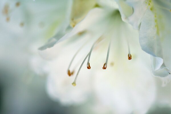 Fleur blanche en gros plan macro