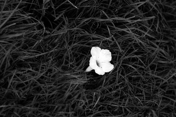 Flor blanca en hierba negra