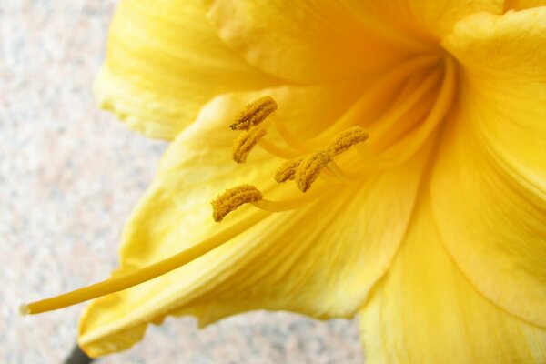 Close-up of yellow lilies with pollen