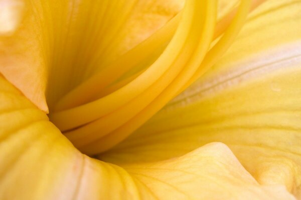An open yellow flower bud in macro photography