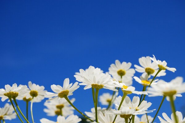 Gänseblümchen Nahaufnahme auf blauem Hintergrund