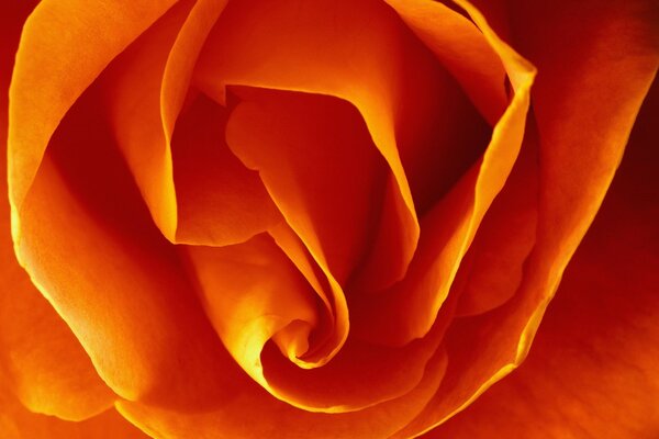 The opening bud of an orange rose in macro photography