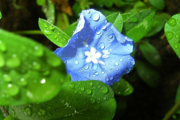 Flor azul en gotas de rocío en macro