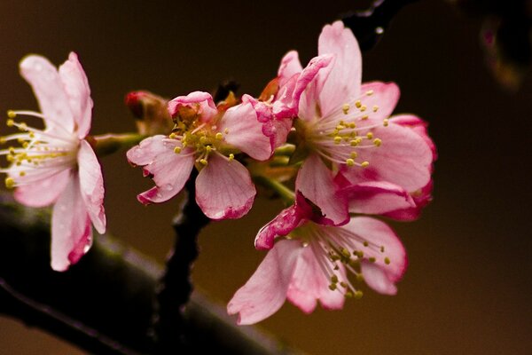 A flowering plant in macro photography