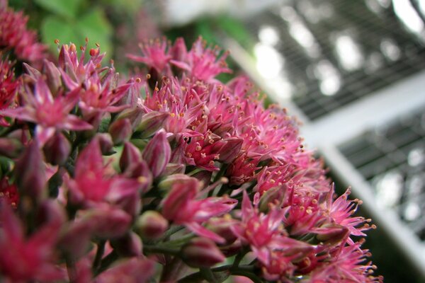 Macro image of pink flowers in the foreground
