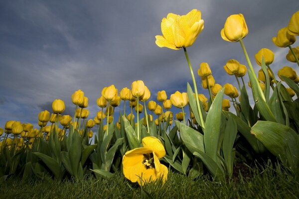 Gelbe Tulpen Nahaufnahme auf Himmelshintergrund