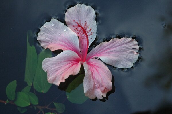 Flor rosa en el agua