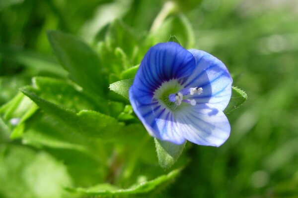 Fiore blu blu su sfondo erba