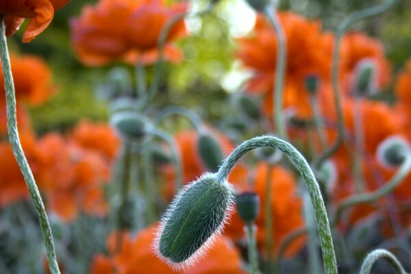 Inflorescencia de amapola sobre fondo de flores