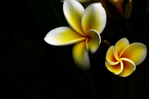 Bourgeon ouvert de fleur de blanc-jaune