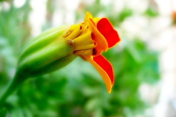 Bourgeon non ascendant d une fleur jaune-rouge