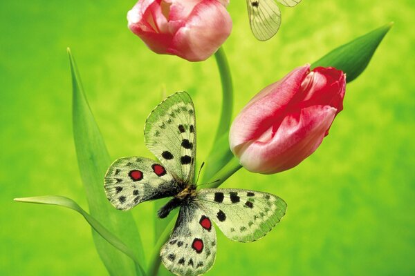 The butterfly flies to the tulip flower