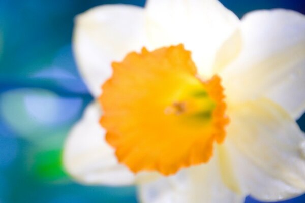 Fleur blanche avec un pistil orange sur gros plan