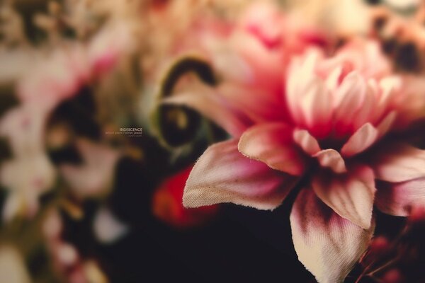 Macro=shooting a flower in the foreground