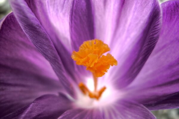 Macro photo of a purple flower