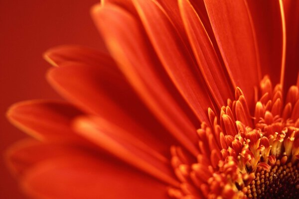 Fleur rouge gros plan