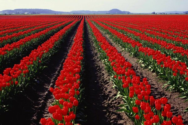 Поле красных тюльпанов в Голландии