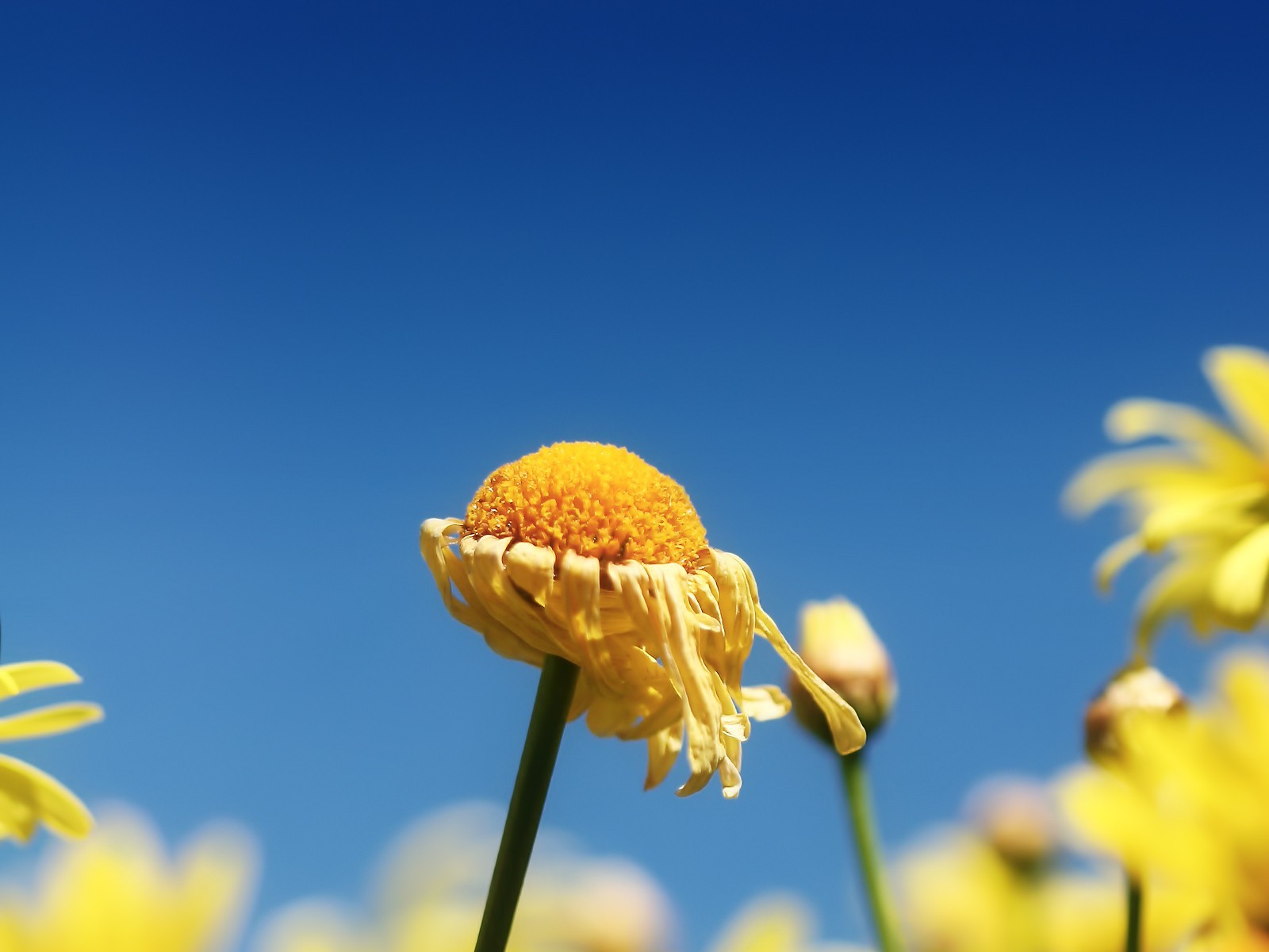 blau verwelkt blume