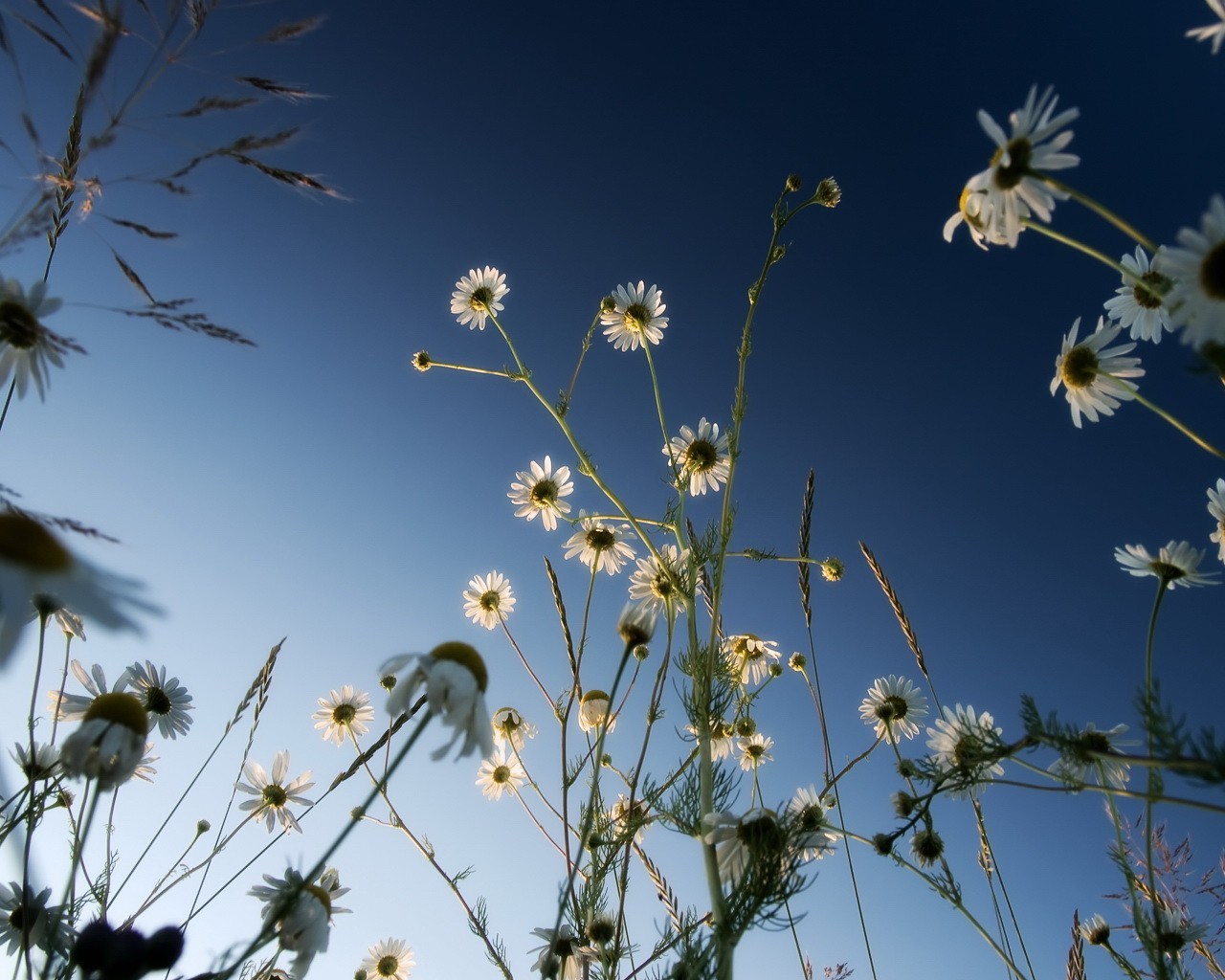 marguerites ciel bleu