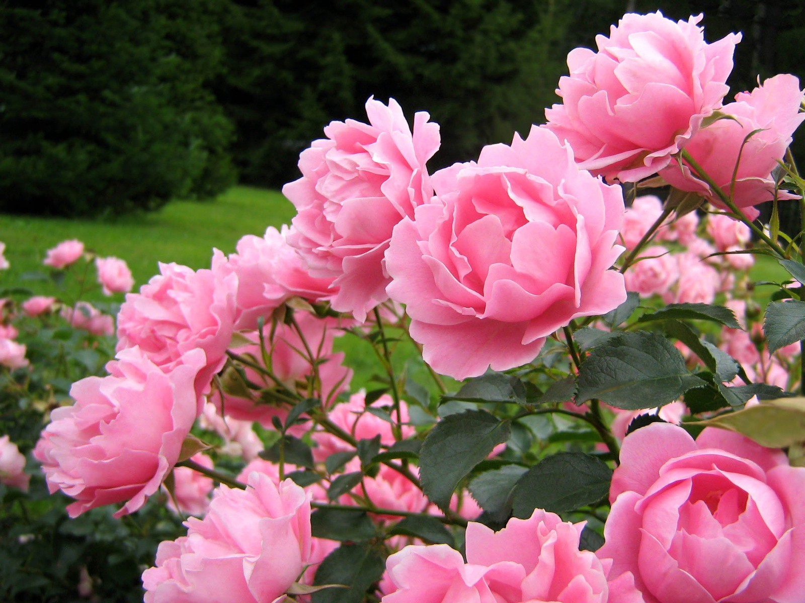 buds bush pink