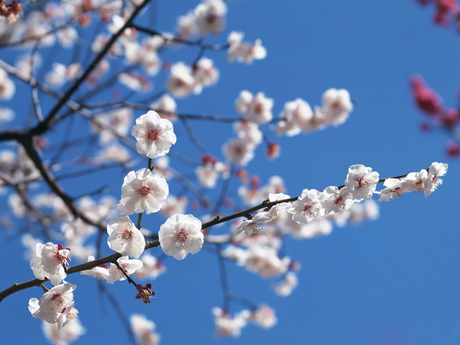 sakura niebo gałąź