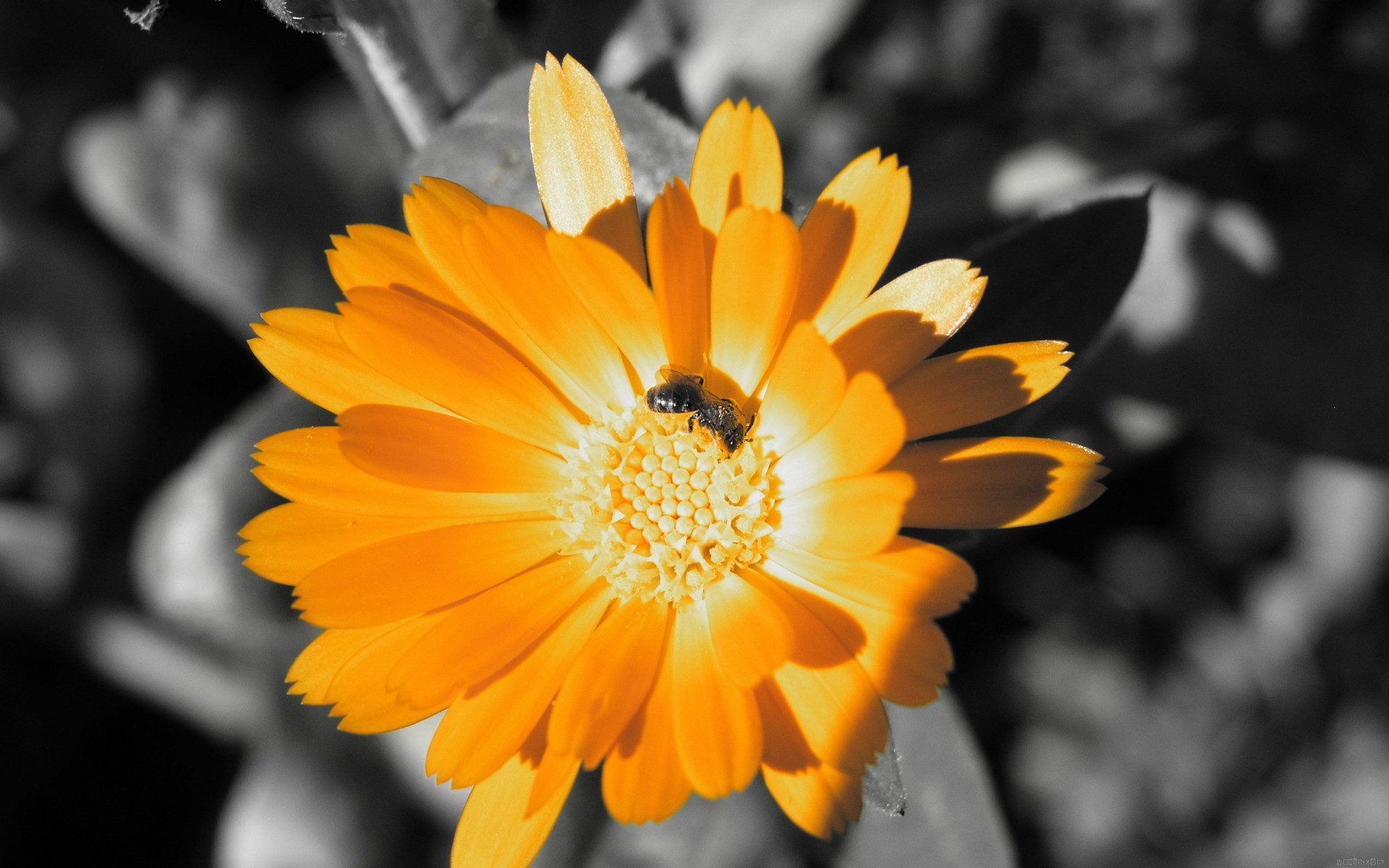 orange bee flower