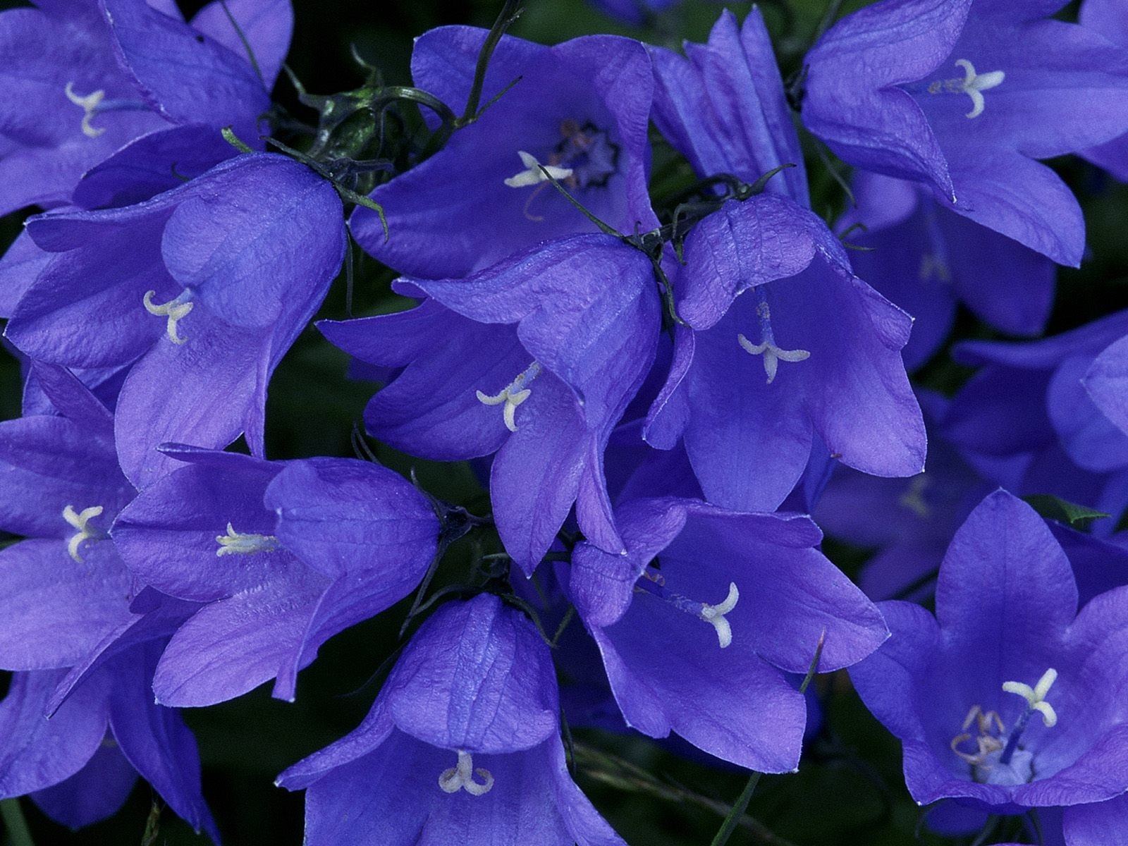 flower blue beauty