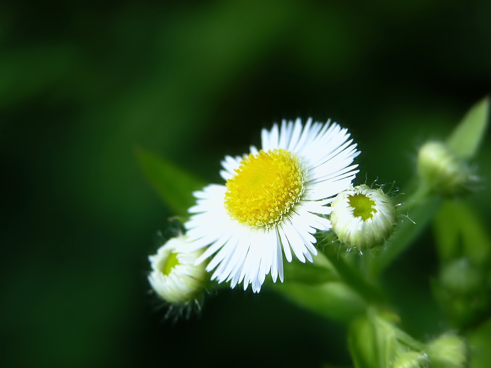 verde petali