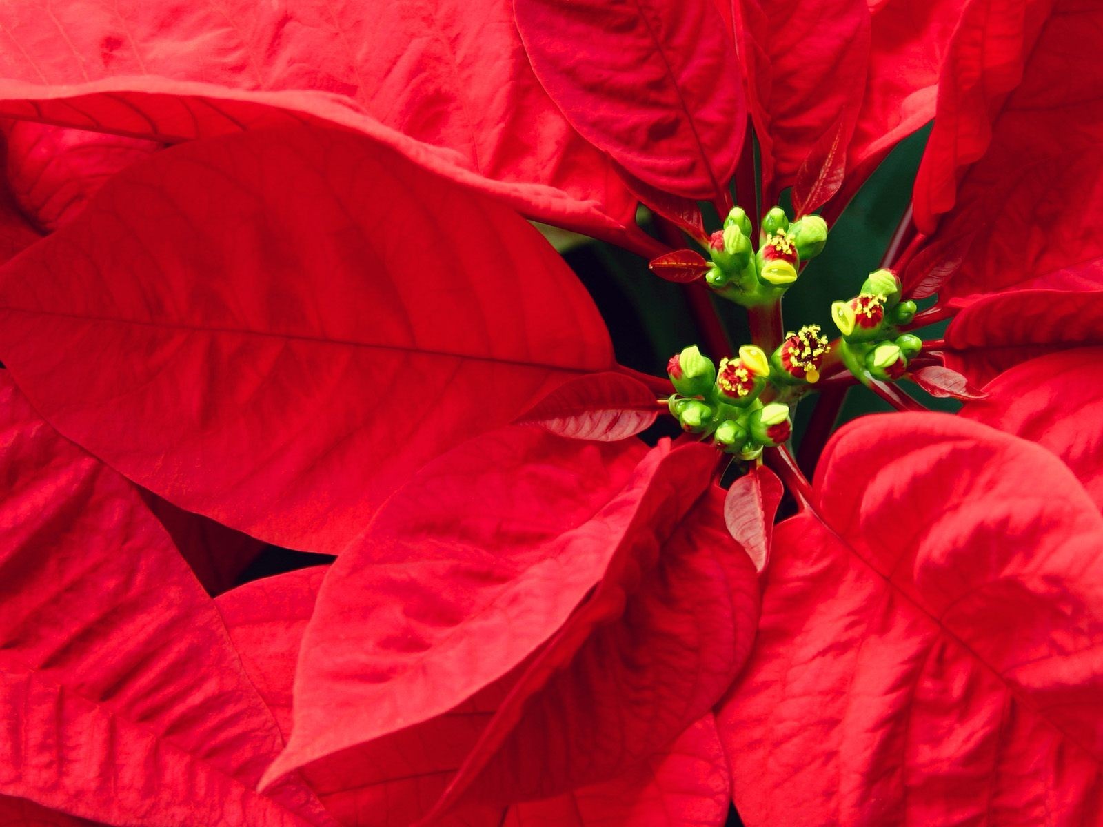 fleurs feuilles rouge