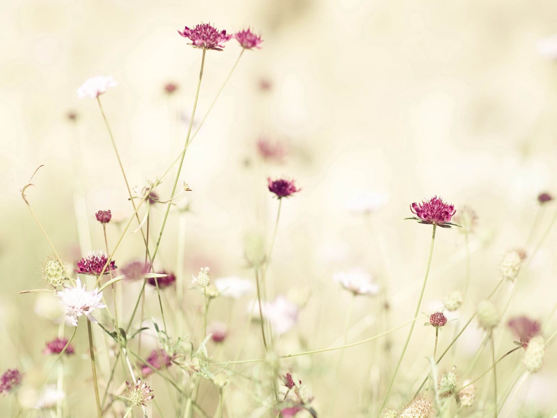 light flower red