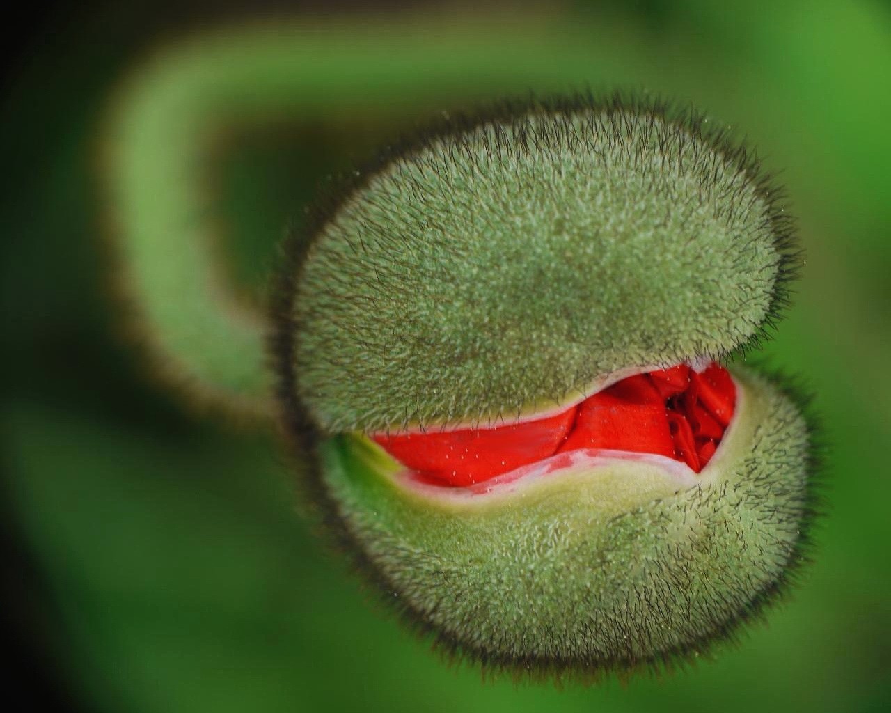 vert rouge aiguilles épines