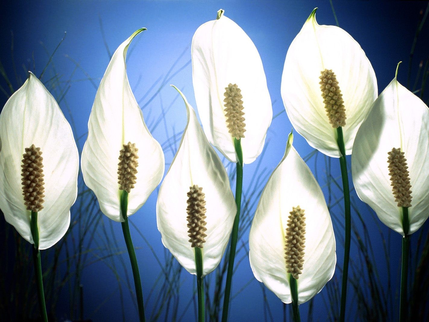 fleurs blanc spathiphyllum