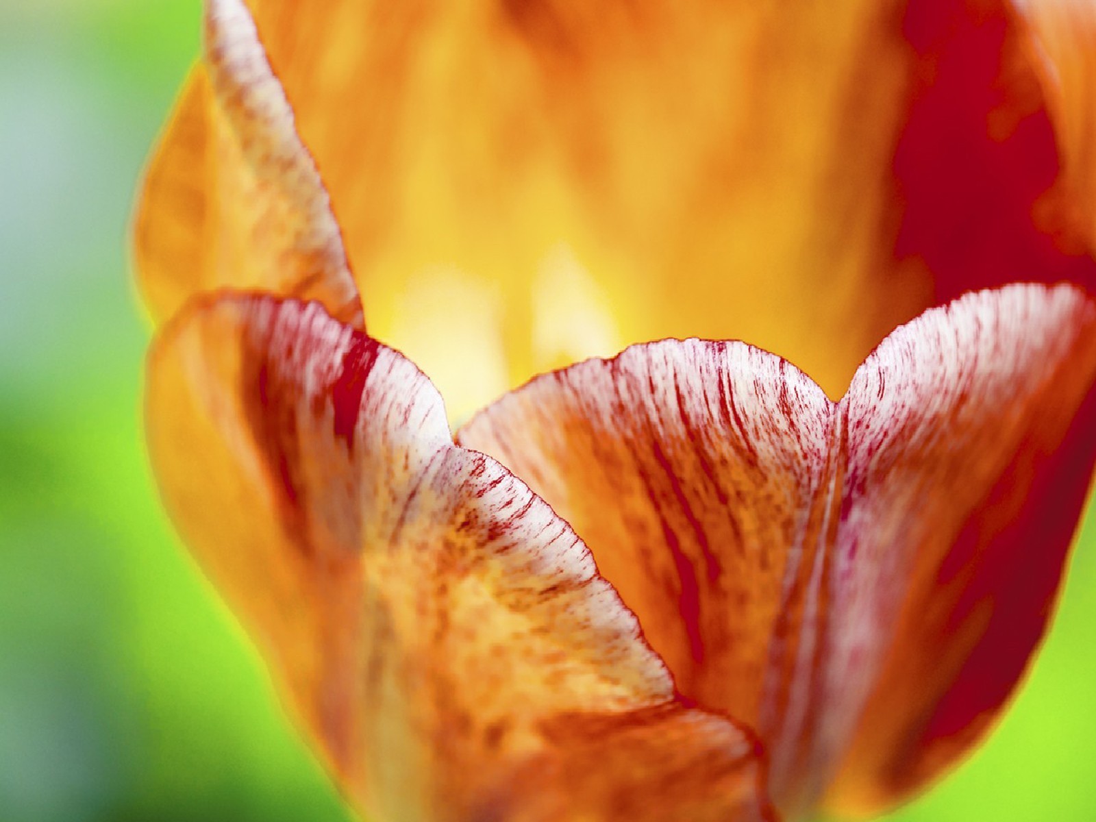 gemma macro rosso