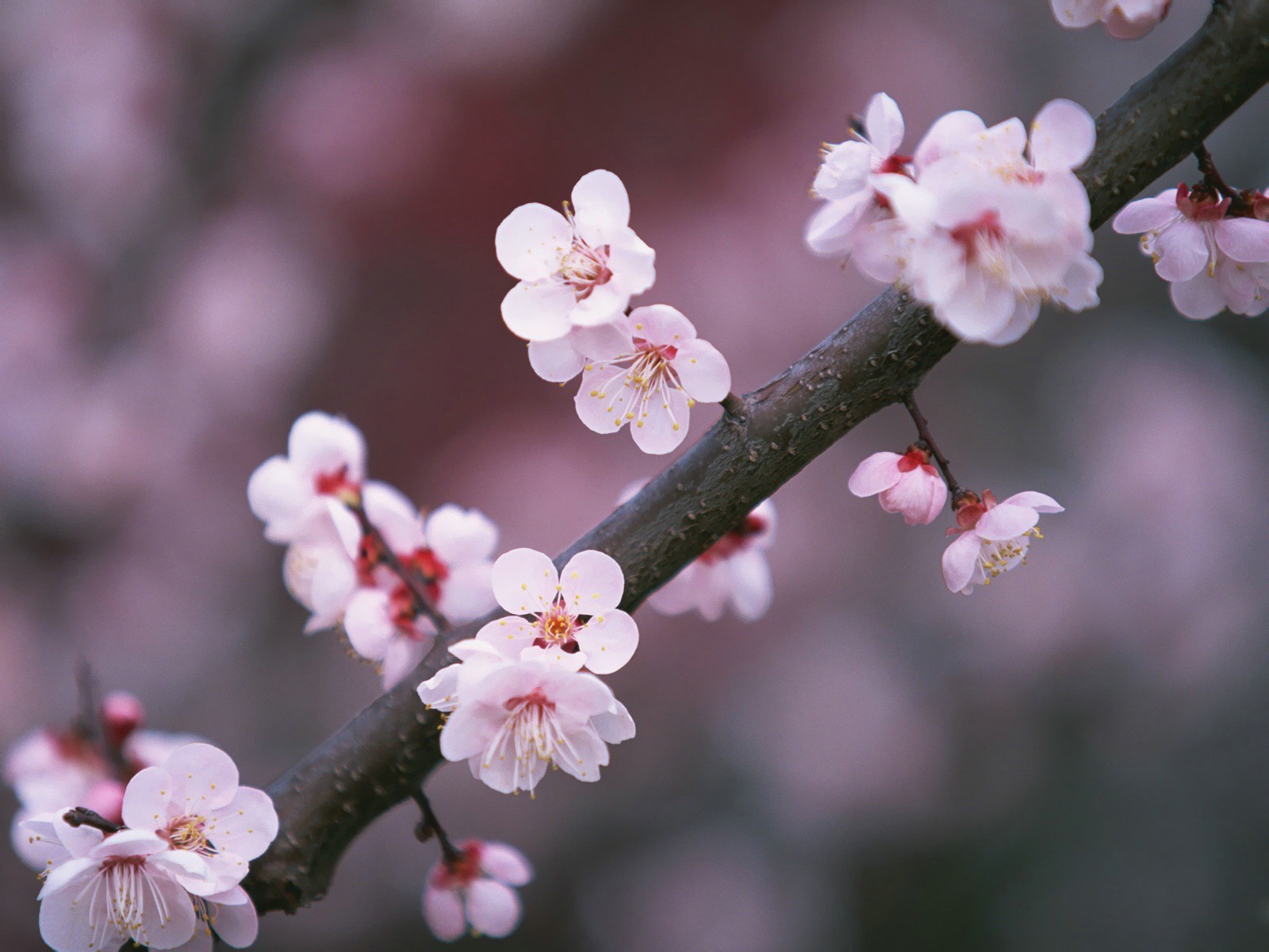 sakura ramo rosa