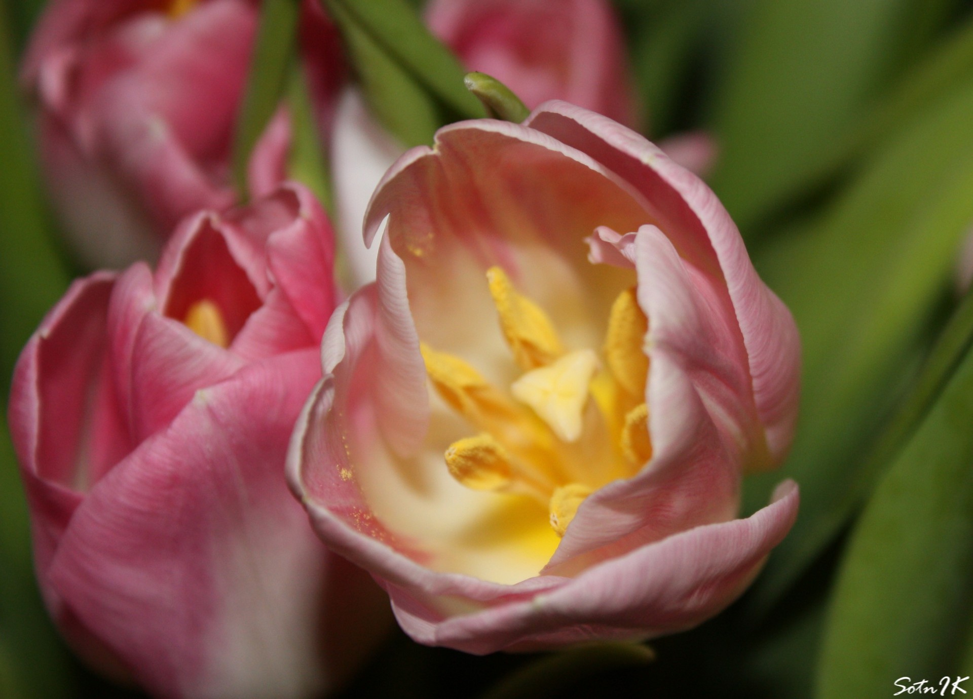 flores tulipán estambres macro primavera