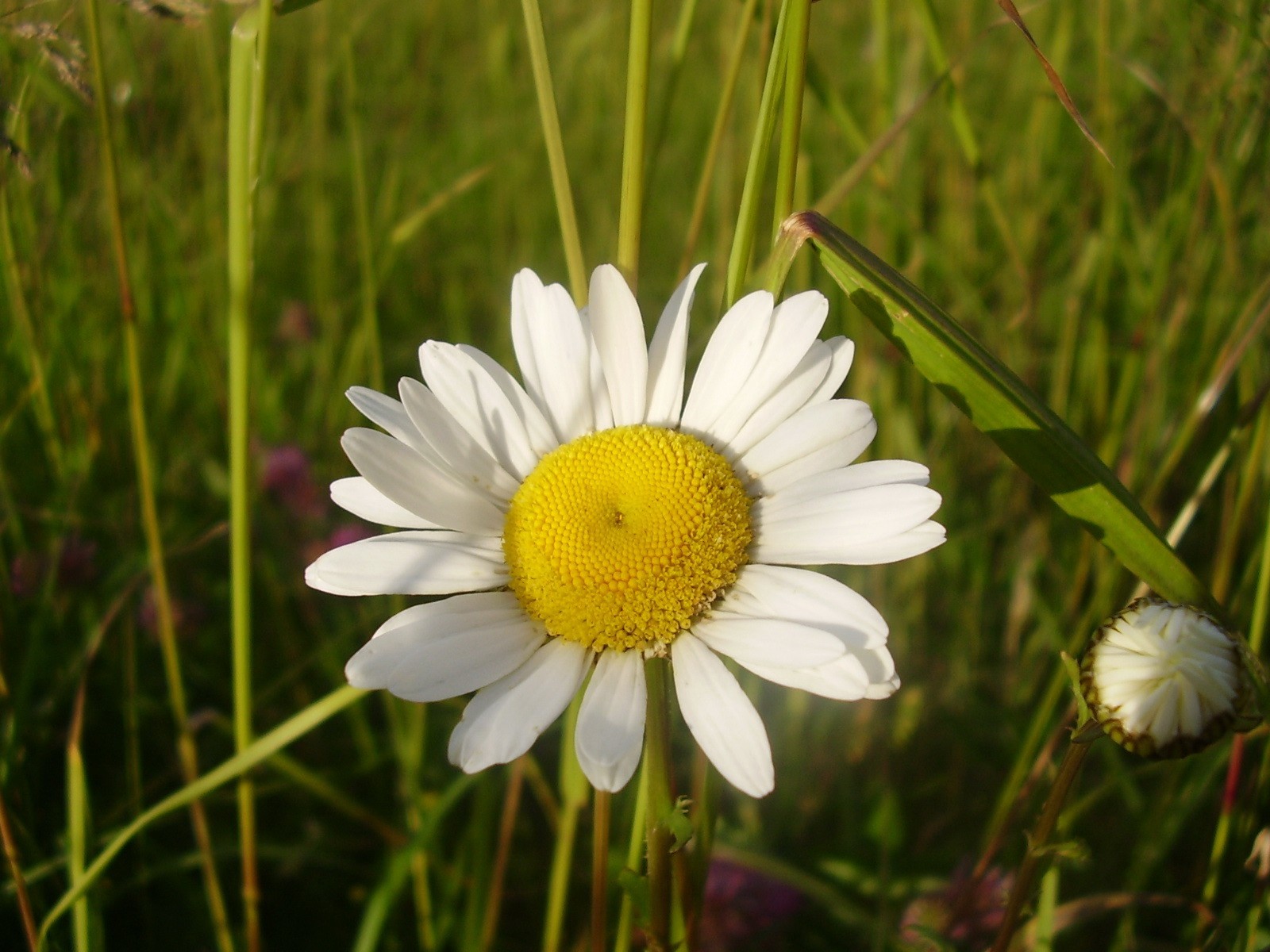 camomille herbe vert