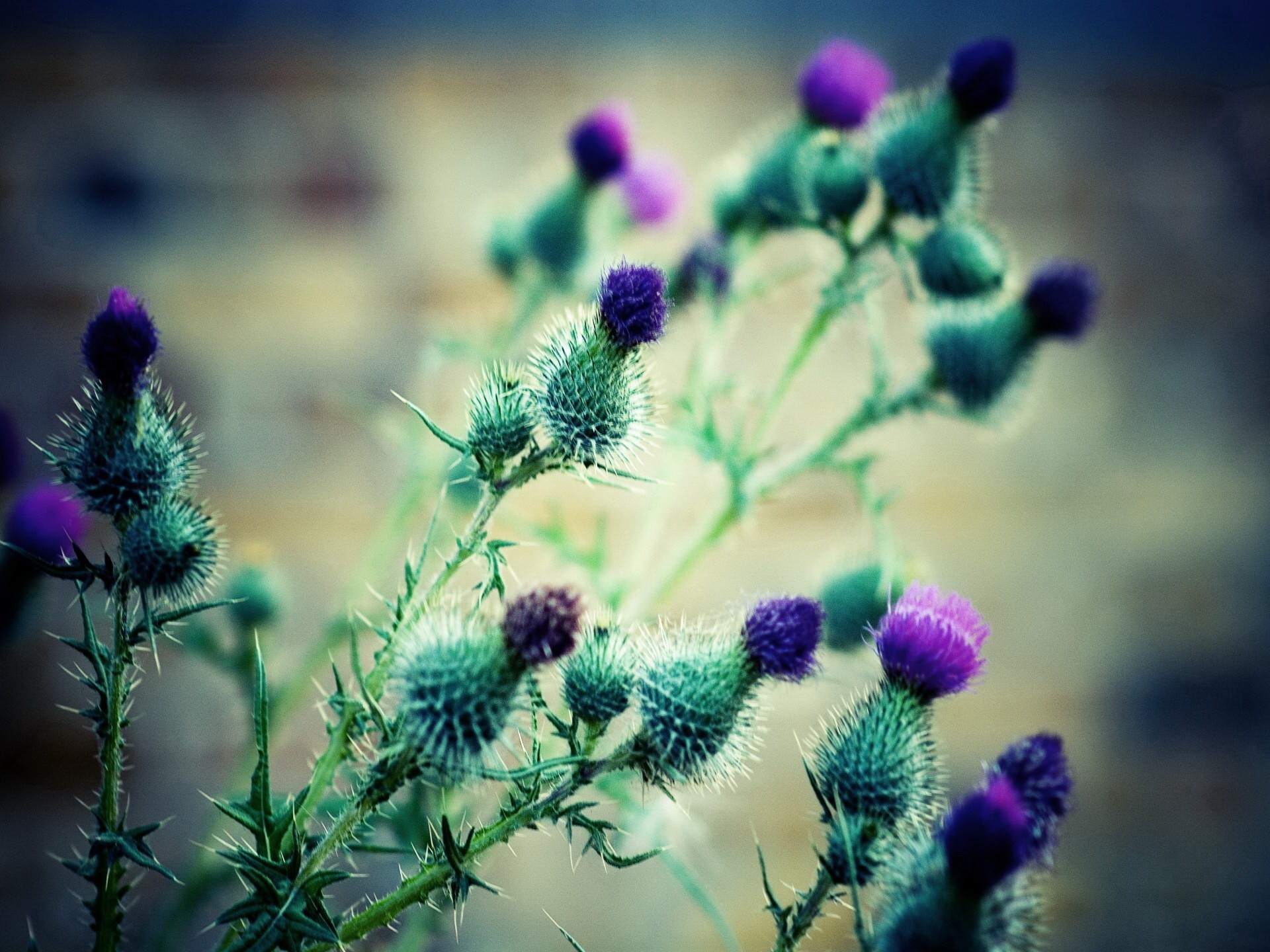 hagebutte farbe dornen