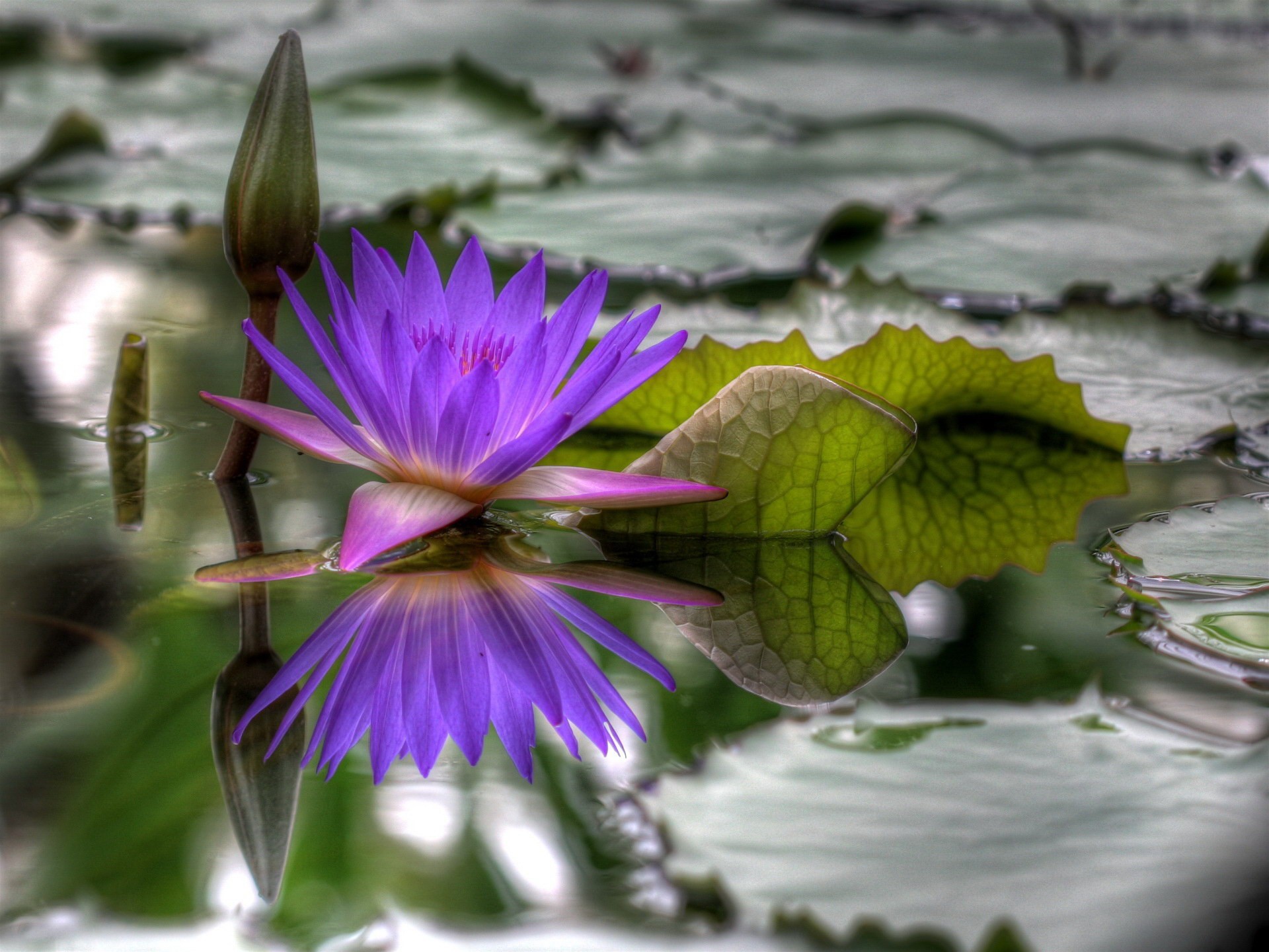 flor florecido agua hdr